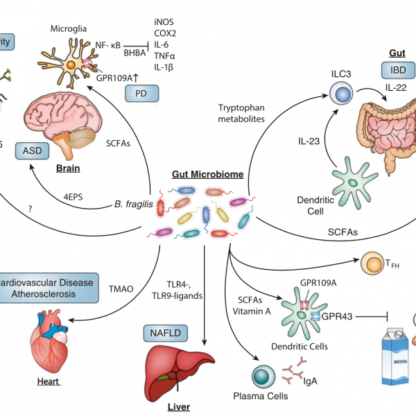 Microbiome Metabolites And Host Immunity Current Opinion In